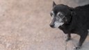 AGORA É LEI: Petrópolis cria o Programa “Ajuda Pet” para apoiar animais em vulnerabilidade AGORA É LEI: Petrópolis cria o Programa “Ajuda Pet” para apoiar animais em vulnerabilidade