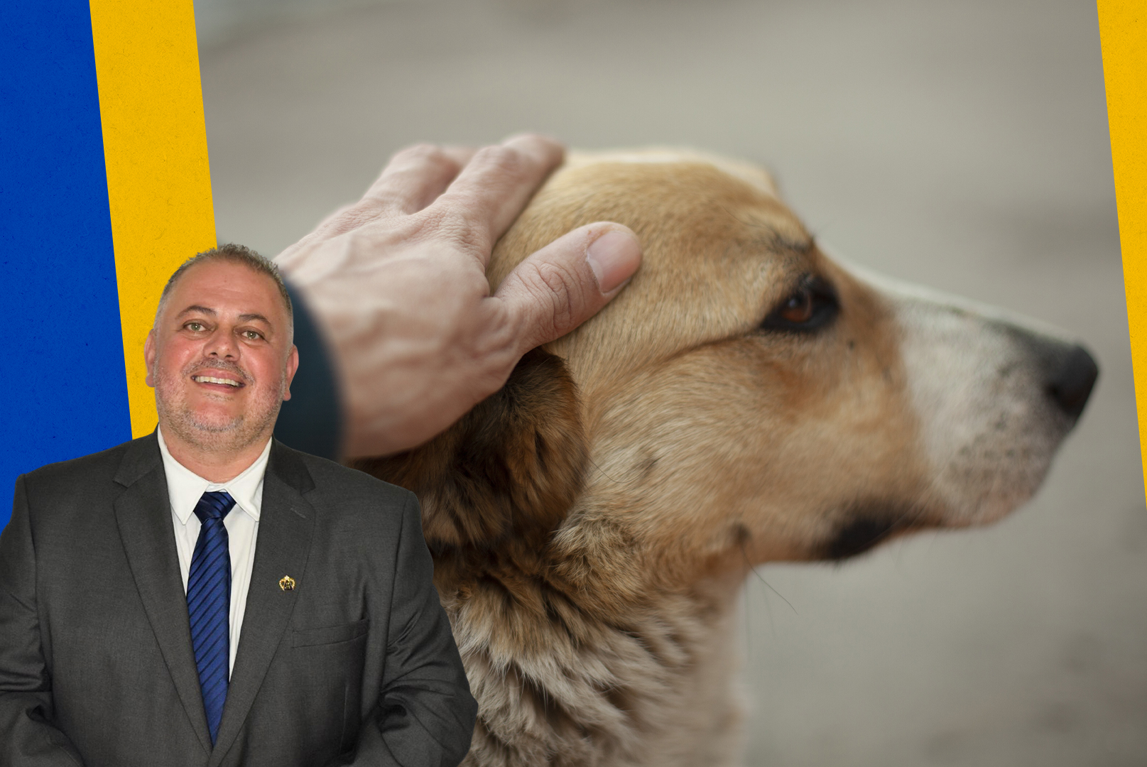 AGORA É LEI: Petrópolis cria programa oficial para ajudar na busca por animais perdidos