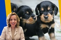 AGORA É LEI: Petrópolis institui políticas públicas para controle populacional e bem-estar de cães e gatos