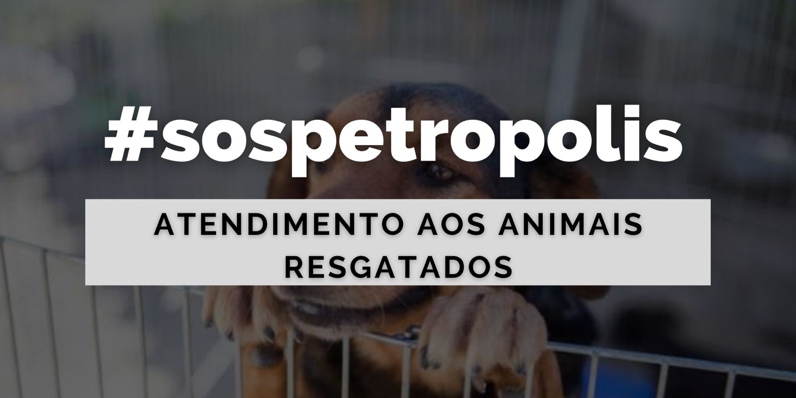 Ajuda aos Animais encontrados