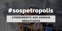 Ajuda aos Animais encontrados