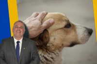 Animais desaparecidos poderão ter espaço oficial no site da Prefeitura