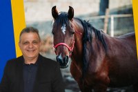 Lei de animais de grande porte pode ganhar novas regras