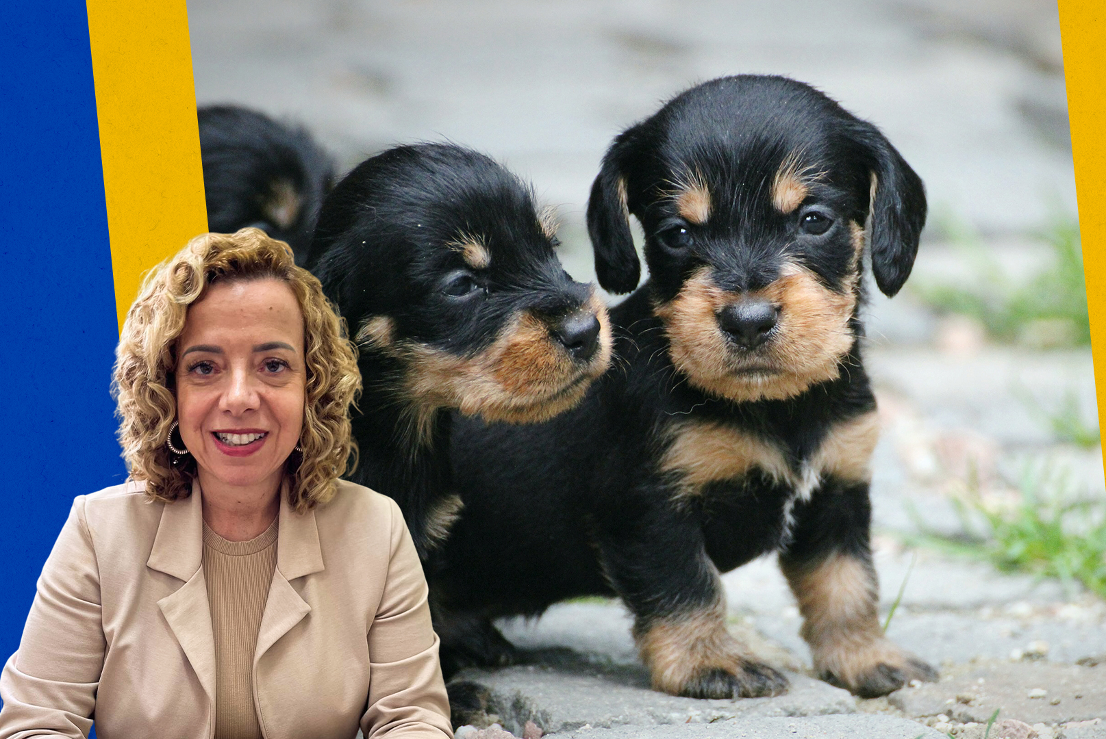 Projeto de Lei propõe ações permanentes de controle populacional e proteção aos animais