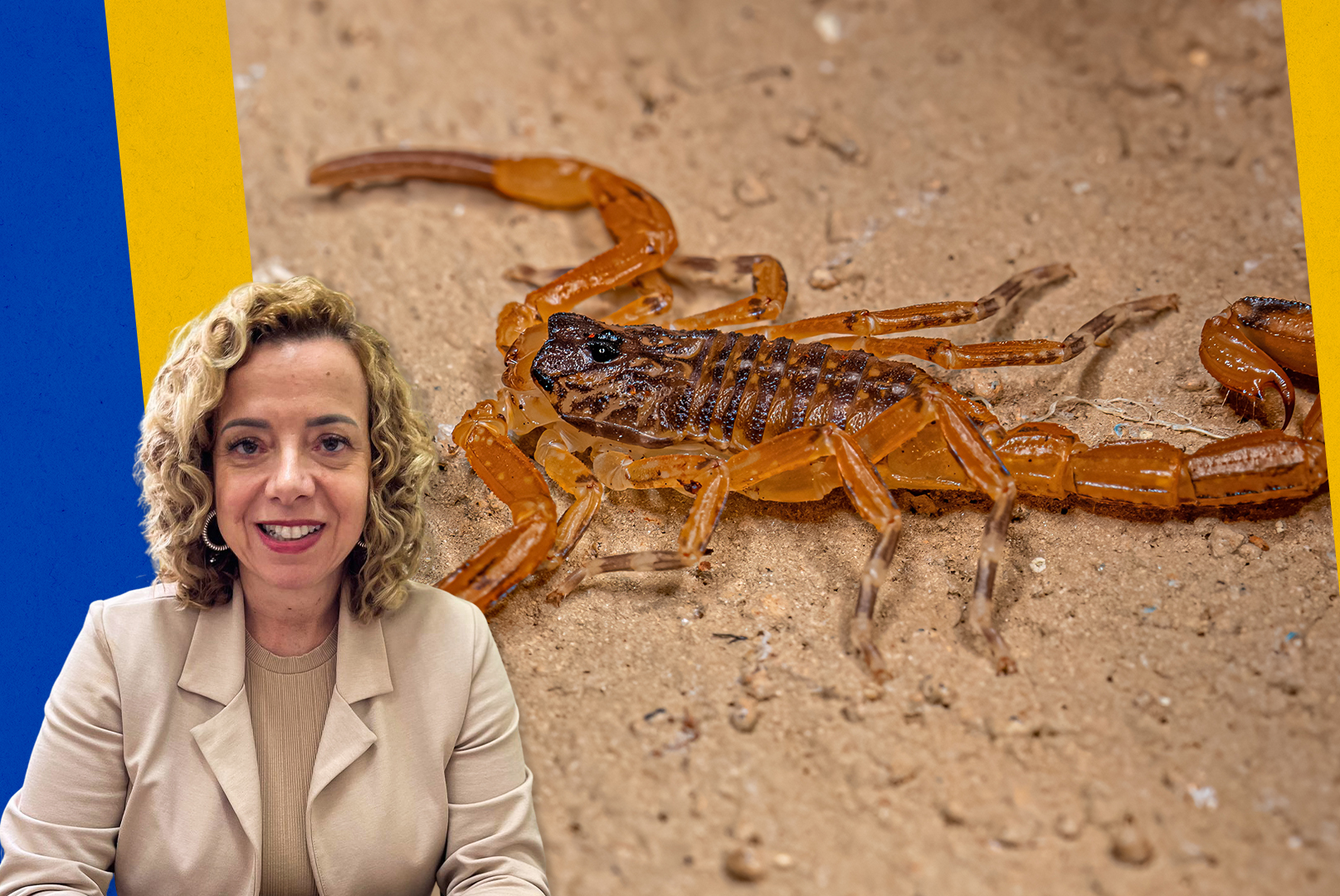 Projeto de lei propõe campanha permanente de orientação sobre acidentes com animais peçonhentos em Petrópolis