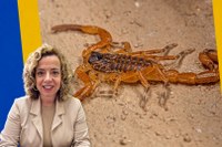 Projeto de lei propõe campanha permanente de orientação sobre acidentes com animais peçonhentos em Petrópolis