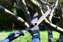 Projeto de Lei que permite contratação de empresas para poda e remoção de árvores em Petrópolis é aprovado pela Câmara Projeto de Lei que permite contratação de empresas para poda e remoção de árvores em Petrópolis é aprovado pela Câmara