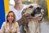 Projeto de lei que prevê divulgação de demandas e denúncias de bem-estar animal no portal da transparência de Petrópolis é aprovado