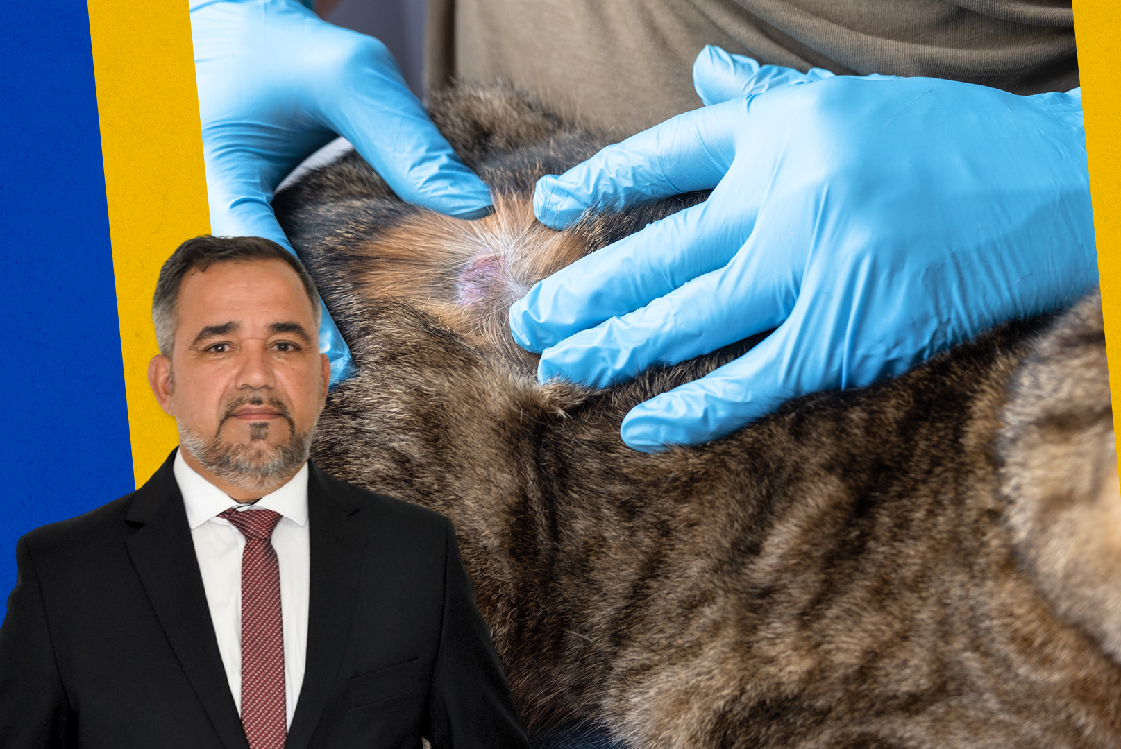 Tratamento gratuito para animais com esporotricose pode virar política pública em Petrópolis