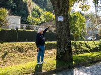 Vereador pede a criação de protocolo de cuidados com as árvores da cidade