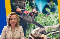 Vereadora propõe Programa de Aproveitamento de Madeira de Podas de Árvores em Petrópolis